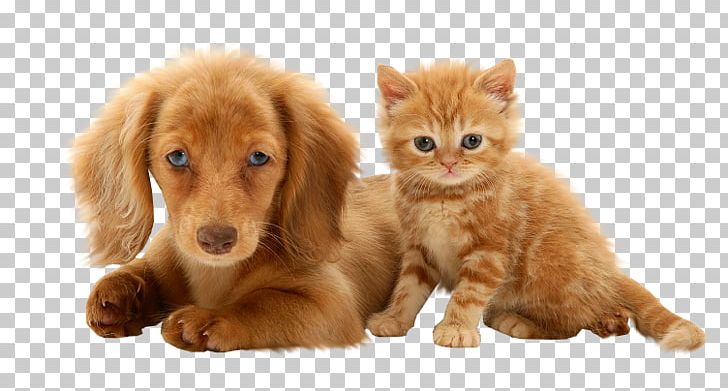 Dachshund Puppy Beagle British Shorthair Persian Cat PNG, Clipart, Animal, Animals, Beagle, British Shorthair, Carnivoran Free PNG Download