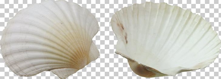 Seashell PNG, Clipart, Seashell Free PNG Download