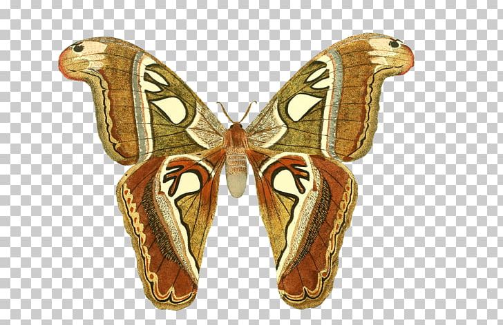 Butterfly Insect Wing Aglais Io Drawing PNG, Clipart, Aglais Io, Animal, Arthropod, Butterflies And Moths, Butterfly Free PNG Download