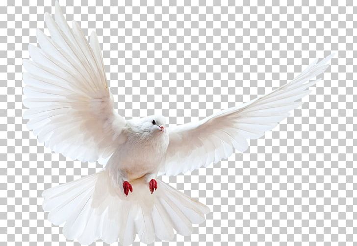 Homing Pigeon Bird Portable Network Graphics Release Dove PNG, Clipart, Animals, Beak, Bird, Colombe, Columbidae Free PNG Download