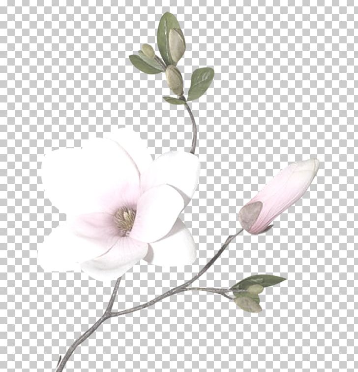 Magnolia Drawing Computer Icons PNG, Clipart, Art, Branch, Cartoon, Clip Art, Computer Icons Free PNG Download