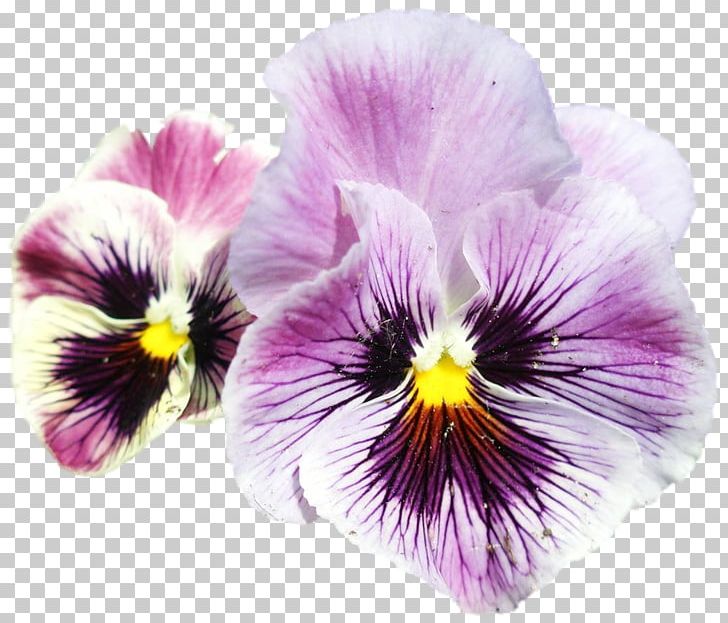 Pansy PNG, Clipart, Flower, Flowering Plant, Others, Pansy, Petal Free PNG Download