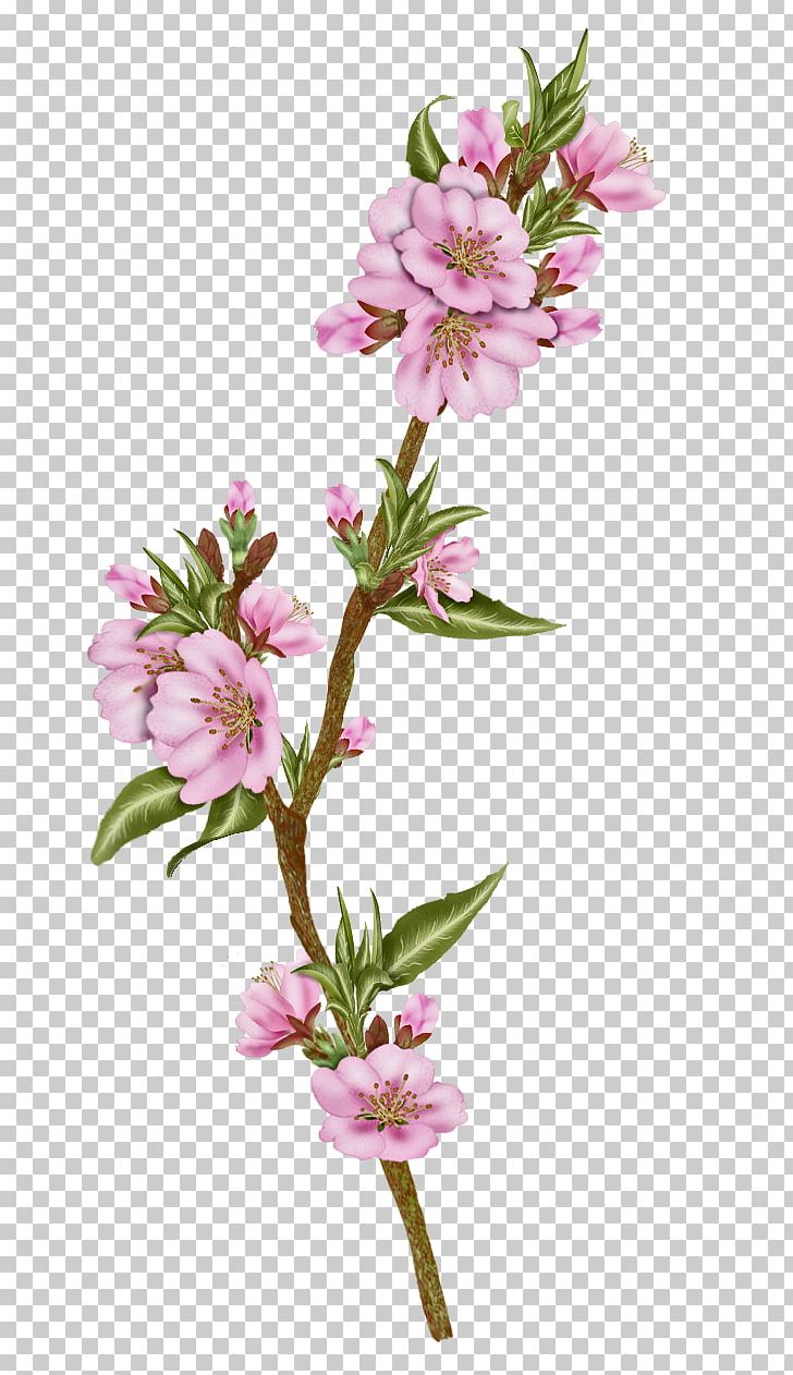 Blossom Cut Flowers Plant Alstroemeriaceae PNG, Clipart, Almond, Almond Leaf, Alstroemeriaceae, Blossom, Branch Free PNG Download