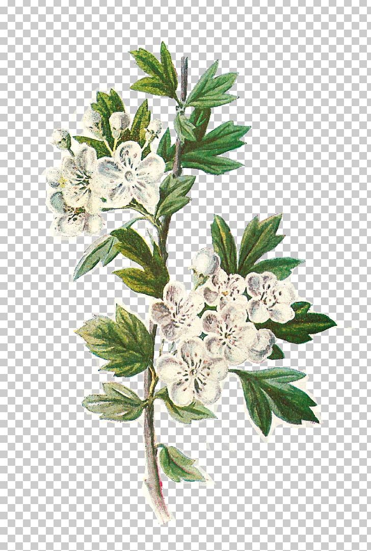 Botany Botanical Illustration Wildflower PNG, Clipart, Art, Botanical, Botanical Illustration, Botany, Branch Free PNG Download