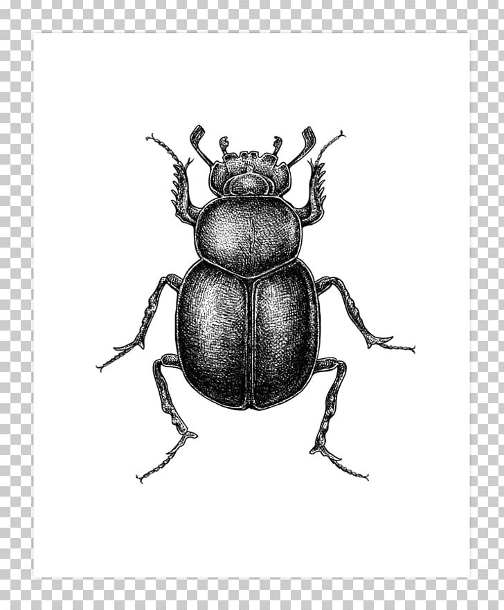Dung Beetle T-shirt Drawing Hoodie Design PNG, Clipart, Arthropod, Art Print, Automotive Design, Beetle, Black And White Free PNG Download