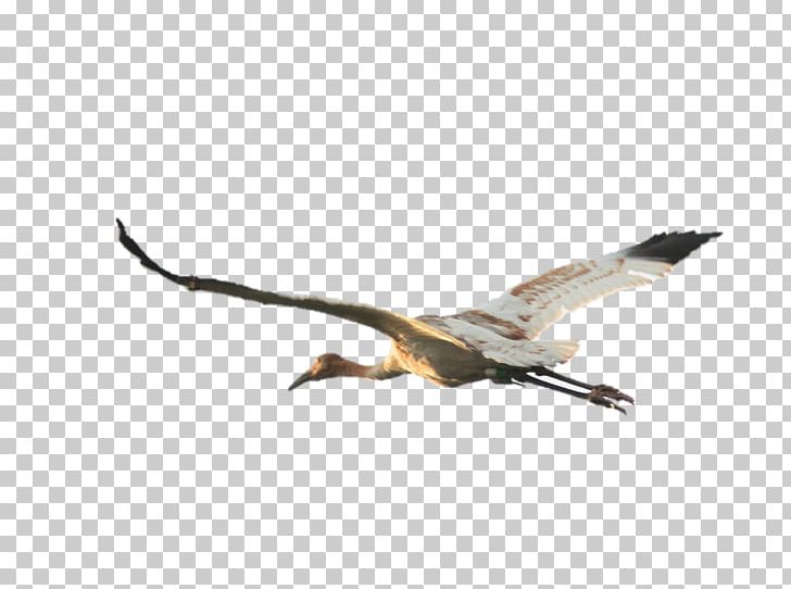 International Crane Foundation Bird Whooping Crane Sandhill Crane PNG, Clipart, Accipitriformes, Beak, Bird, Bird Of Prey, By The Way Free PNG Download