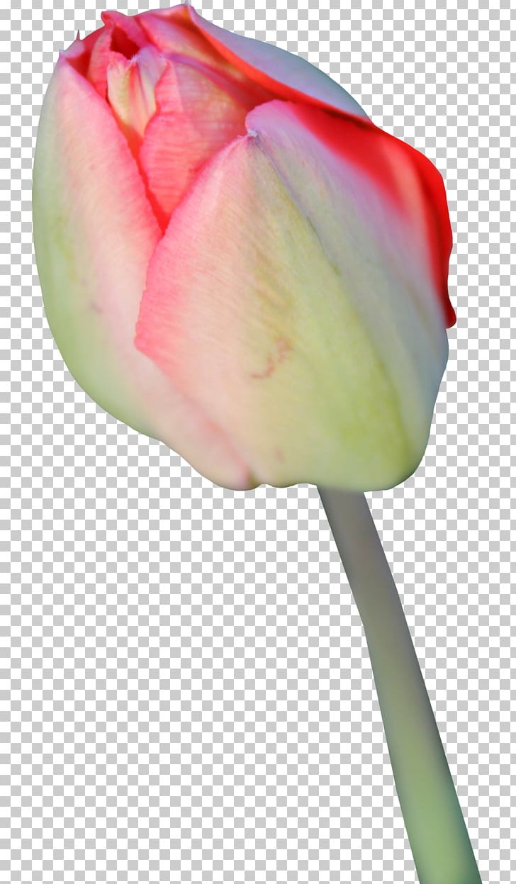 Tulip Flower Display Resolution PNG, Clipart, Bud, Closeup, Computer Icons, Cut Flowers, Desktop Wallpaper Free PNG Download