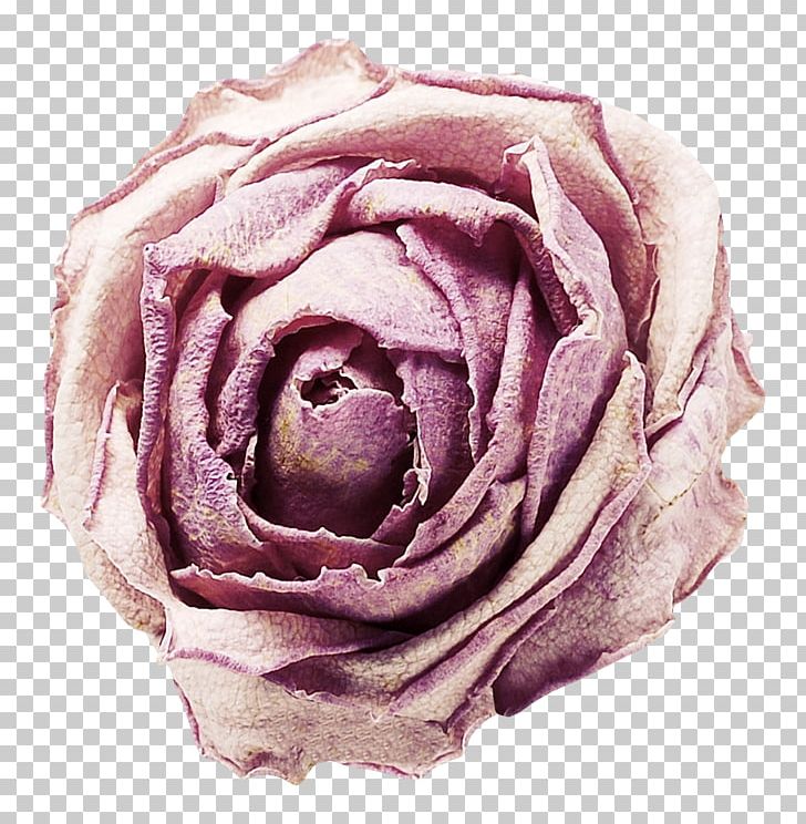 Purple Hands Up Flower PNG, Clipart, Cut Flowers, Download, Encapsulated Postscript, Flower, Flower Bouquet Free PNG Download