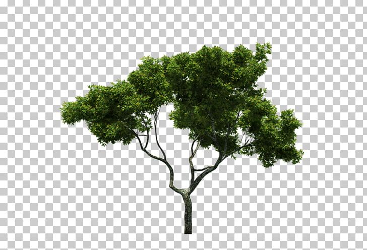 Tree Landscape Trunk Green PNG, Clipart, Agac, Branch, Green, Landscape, Leaf Free PNG Download