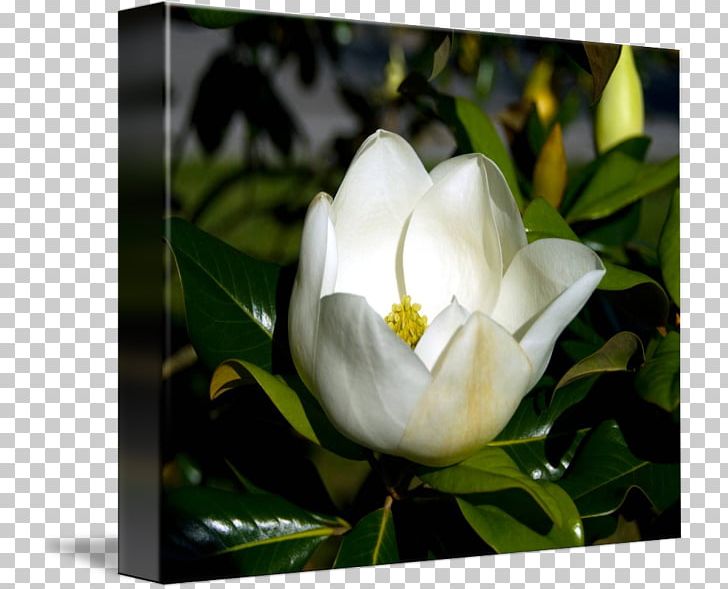 Gardenia Flowering Plant Magnoliaceae PNG, Clipart, Art, Canvas, Computer, Computer Wallpaper, Desktop Wallpaper Free PNG Download