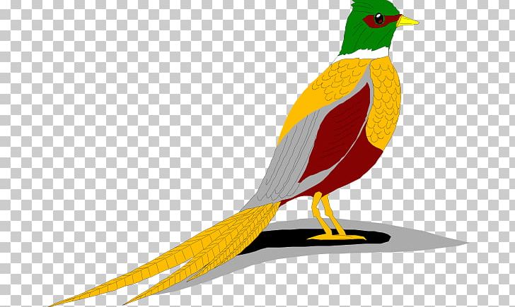 Green Pheasant Bird PNG, Clipart, Beak, Bird, Computer Icons, Copyright, Fauna Free PNG Download