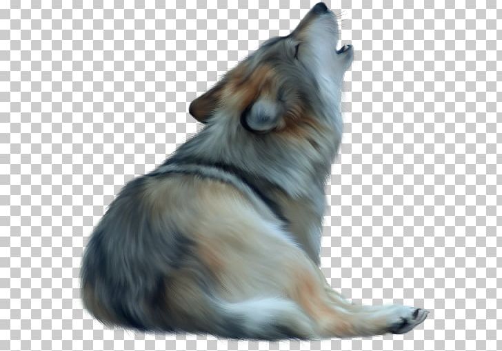 Puppy Papillon Dog Rough Collie Snout PNG, Clipart, Animal, Animals, Carnivoran, Collie, Companion Dog Free PNG Download