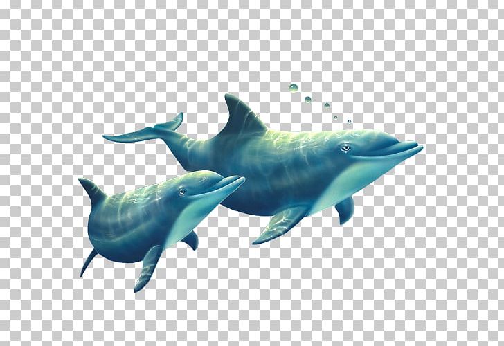 Common Bottlenose Dolphin Tucuxi Short-beaked Common Dolphin Rough-toothed Dolphin Spinner Dolphin PNG, Clipart, Aqua, Calendar, Dolphin, Fauna, Joy Free PNG Download