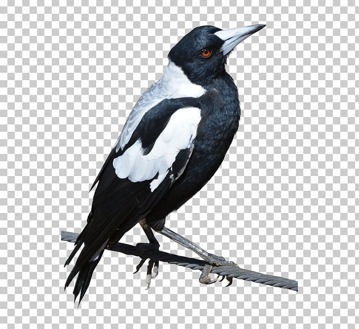 Eurasian Magpie Bird American Crow Australian Magpie PNG, Clipart, American Crow, Animals, Art, Australian Magpie, Beak Free PNG Download