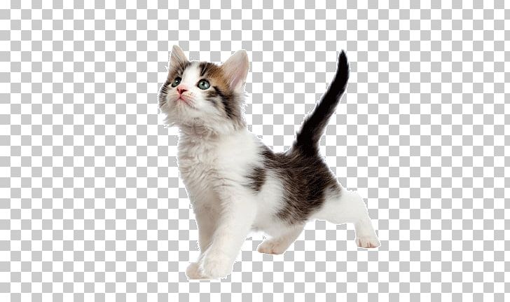 Kitten American Wirehair Aegean Cat Japanese Bobtail Munchkin Cat PNG, Clipart, Aegean Cat, American Wirehair, Animal, Animal Shelter, Baby Background Free PNG Download