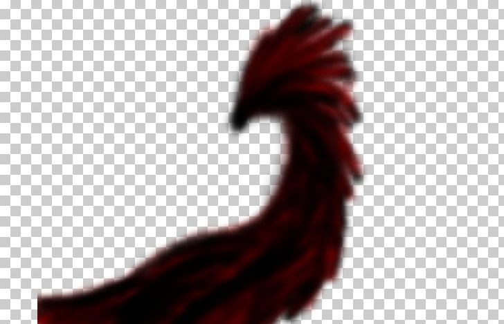 Rooster Close-up Font PNG, Clipart, Beak, Chicken, Closeup, Closeup, Galliformes Free PNG Download