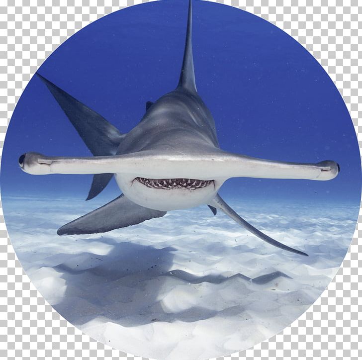 Shark Stock Photography Getty S PNG, Clipart, Aerospace Engineering, Aircraft, Air Travel, Animals, Aviation Free PNG Download