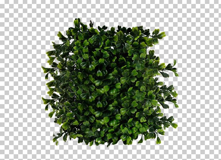 Shrub Computer File PNG, Clipart, Bush, Bushes, Computer File, Download, Filename Extension Free PNG Download