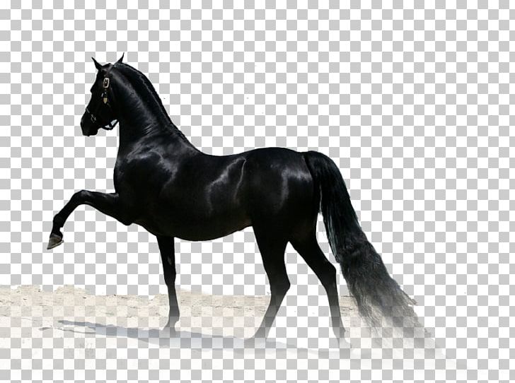Arabian Horse Thoroughbred Stallion Paso Fino Akhal-Teke PNG, Clipart, Animal, Arabian Horse, Black, Brid, Desktop Wallpaper Free PNG Download