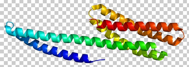 Catenin Alpha-1 Alpha Catenin Beta-catenin Protein PNG, Clipart, Alpha Catenin, Antibody, Bead, Betacatenin, Body Jewelry Free PNG Download