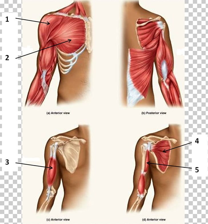 Triceps Brachii Muscle Biceps Anatomy Supraspinatus Muscle Png Clipart Abdomen Active 7909