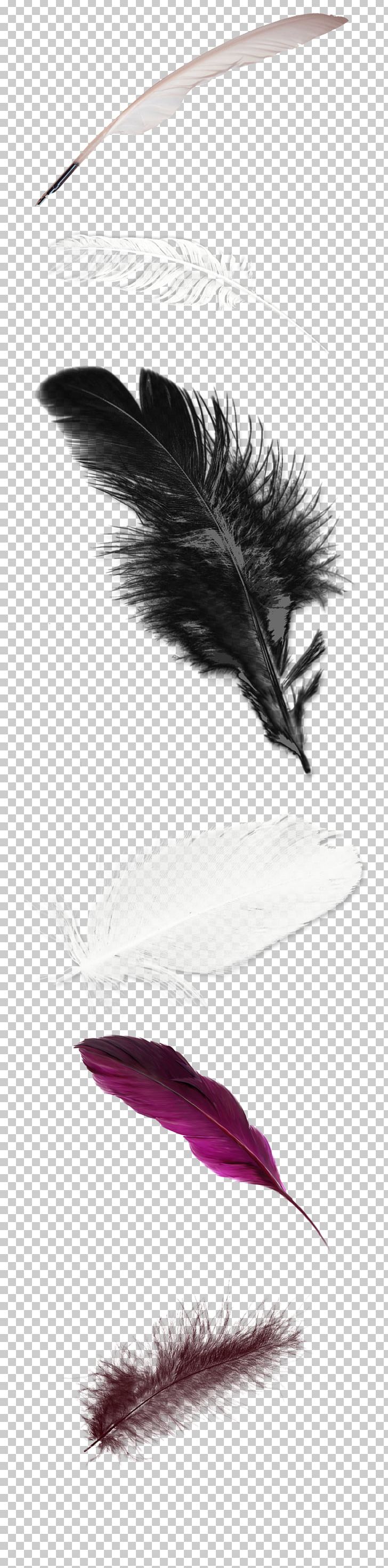 White Feather PNG, Clipart, Animal, Animals, Background White, Black White, Color Free PNG Download