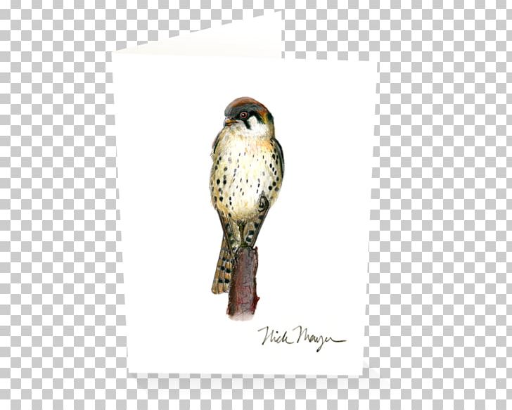 Owl Buzzard Hawk Fauna Beak PNG, Clipart, Animals, Beak, Bird, Bird Of Prey, Buzzard Free PNG Download