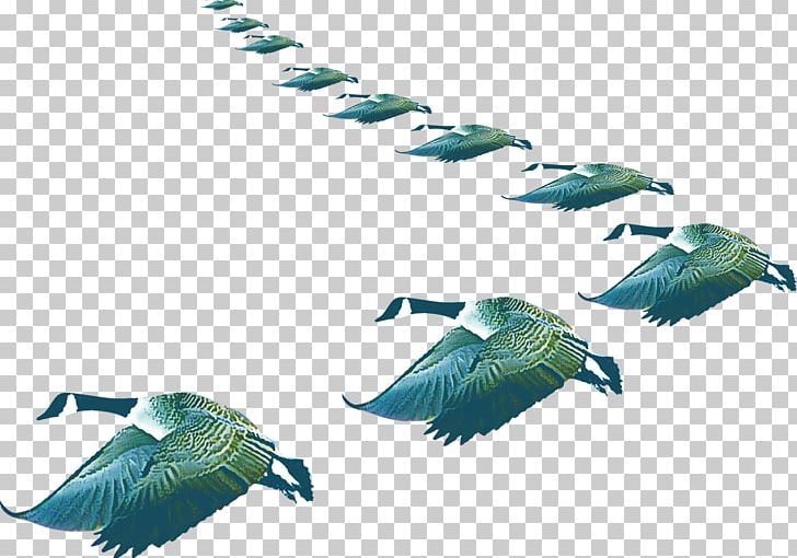 Swan Goose Bird Flight PNG, Clipart, Animation, Background Green, Beak, Bird, Bird Flight Free PNG Download