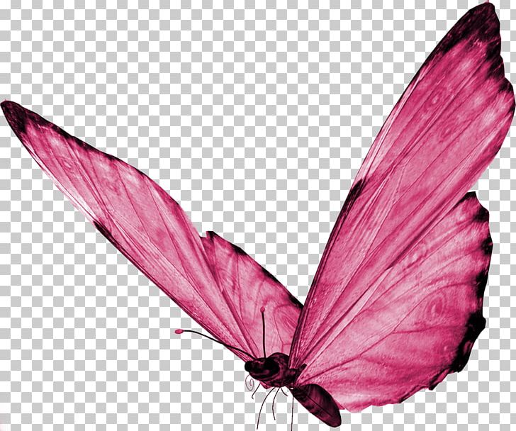 Butterfly Desktop PNG, Clipart, Arthropod, Brush Footed Butterfly, Buterfly, Butterflies And Moths, Butterfly Free PNG Download