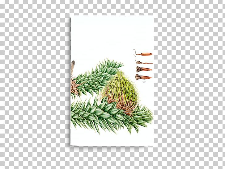 Chile Luzuriaga Radicans Plant Notebook PNG, Clipart, Chile, Christmas Ornament, Conifer, Fir, Flora Free PNG Download