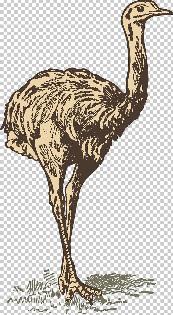 Common Ostrich Drawing PNG, Clipart, Animal, Beak, Bird, Bird Egg, Common Ostrich Free PNG Download