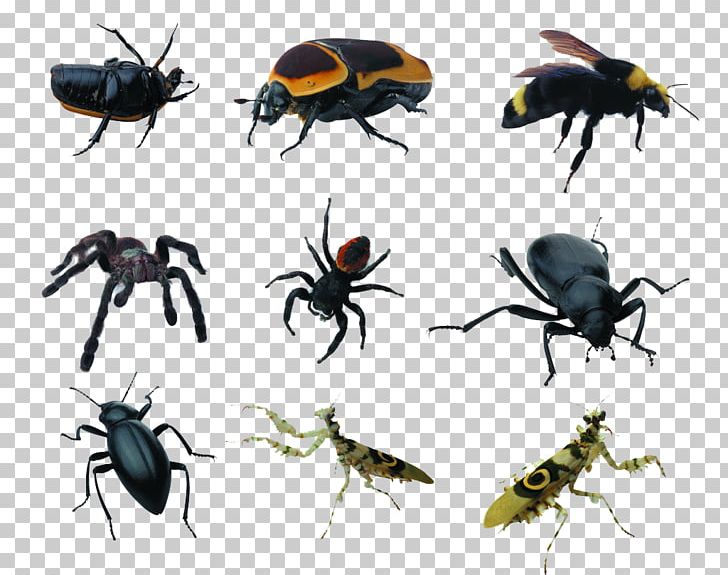 Insect Spiders Pest PNG, Clipart, Animal, Animals, Armored, Beetle, Coccinella Septempunctata Free PNG Download