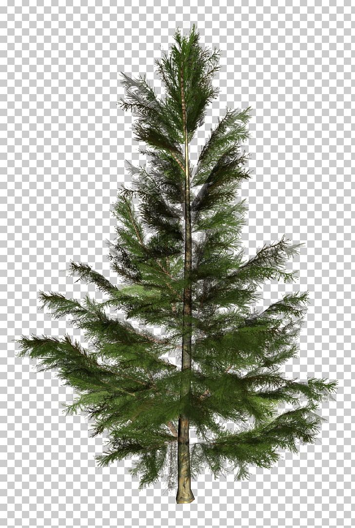 Spruce Pine Tree Fir Larch PNG, Clipart, Ash, Branch, Christmas Decoration, Christmas Ornament, Conifers Free PNG Download