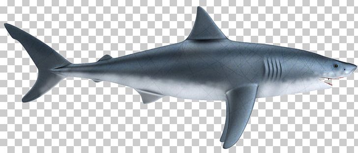 Tiger Shark Great White Shark Squaliform Sharks Cartilaginous Fishes Lamniformes PNG, Clipart, Animal, Baby Shark, Carcharhiniformes, Cartilaginous Fish, Cartilaginous Fishes Free PNG Download