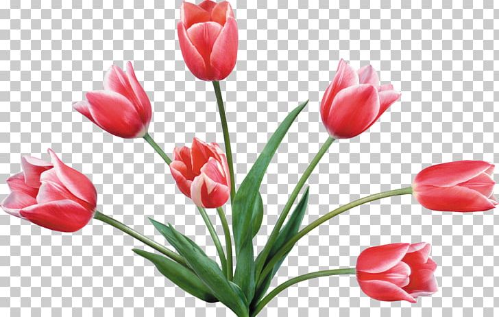 Tulip Flower Bouquet Cut Flowers PNG, Clipart, Bud, Cut Flowers, Desktop Wallpaper, Floral Design, Floristry Free PNG Download