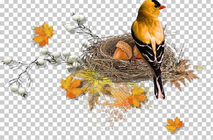 Bird Nest European Robin Finches PNG, Clipart,  Free PNG Download