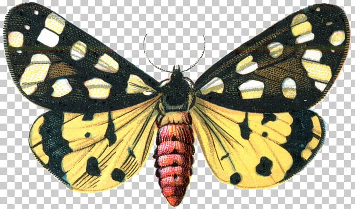 Butterfly Digital PNG, Clipart, Arthropod, Brush Footed Butterfly, Butterflies And Moths, Butterfly, Desktop Wallpaper Free PNG Download