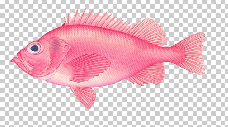Deep Sea Fish Euclidean PNG, Clipart, Animals, Blue, Color, Colorful, Creative Background Free PNG Download