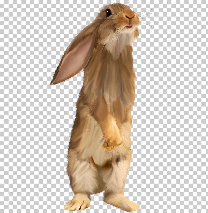 Easter Bunny Rabbit PNG, Clipart, Animal, Animals, Beautiful, Beautiful Squirrel, Brown Background Free PNG Download