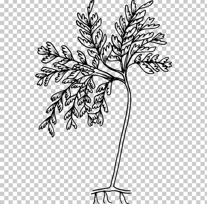 Fern Drawing Open Graphics PNG, Clipart, Art, Bitki, Black And White, Branch, Color Free PNG Download