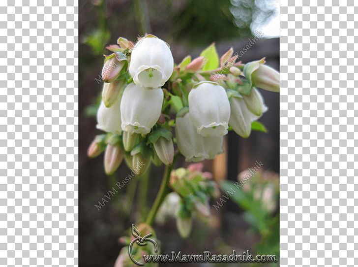 Highbush Blueberry European Blueberry Plant Floral Design PNG, Clipart,  Free PNG Download