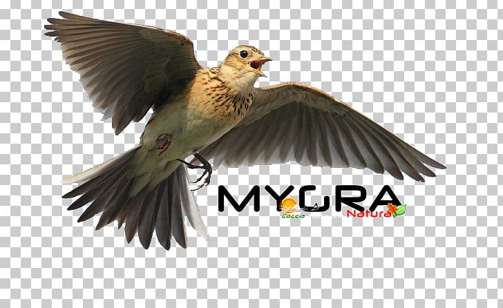 Hunting Songbird Italy Eurasian Skylark PNG, Clipart, Animal, Animal Migration, Beak, Bird, Bird Migration Free PNG Download