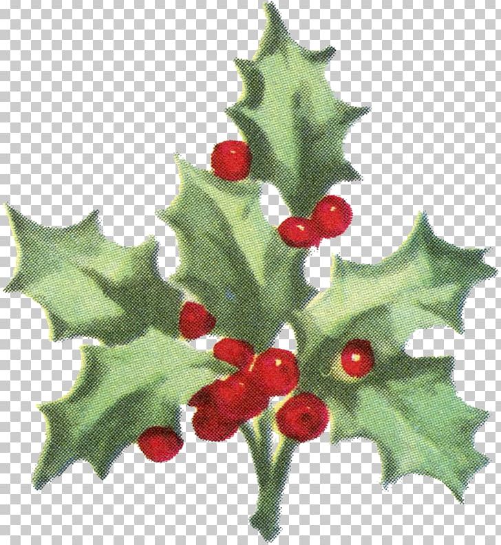 Paper Common Holly Christmas Gift Wrapping Aquifoliales PNG, Clipart, Aquifoliaceae, Aquifoliales, Berry, Christmas, Christmas Holly Free PNG Download