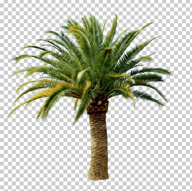 Arecaceae PNG, Clipart, Arecaceae, Arecales, Areca Palm, Bild, Ceroxyloideae Free PNG Download