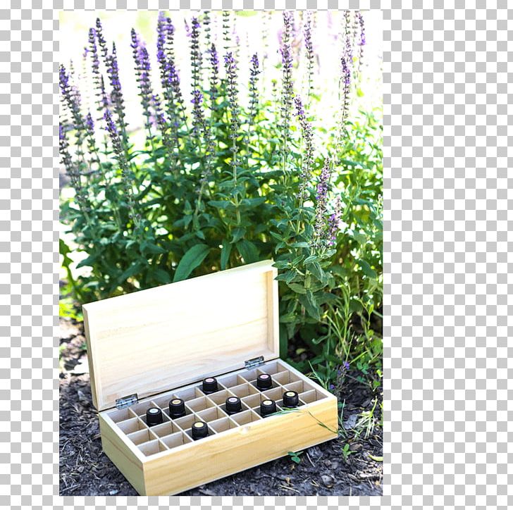 Essential Oil Lavender Box Rocky Mountain Oils PNG, Clipart, Box, Essential Oil, Flowerpot, Grass, Herb Free PNG Download
