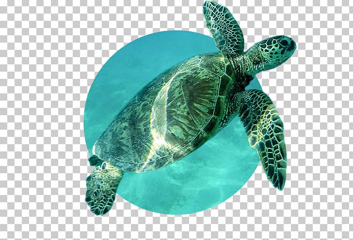 Loggerhead Sea Turtle Leatherback Sea Turtle Tortoise PNG, Clipart,  Free PNG Download