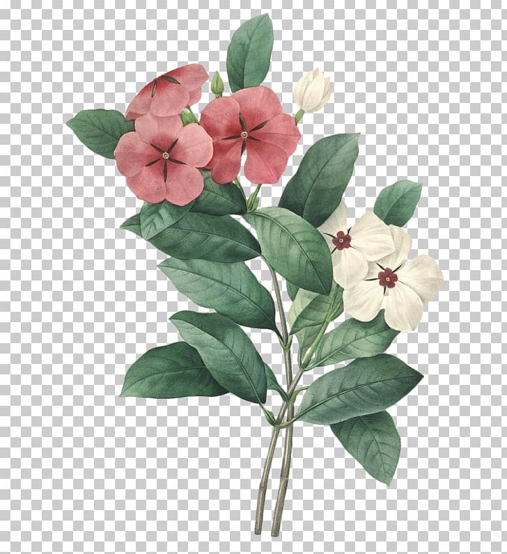 Choix Des Plus Belles Fleurs Madagascar Periwinkle Drawing PNG, Clipart, Annual Plant, Art, Botanical Illustration, Botany, Branch Free PNG Download