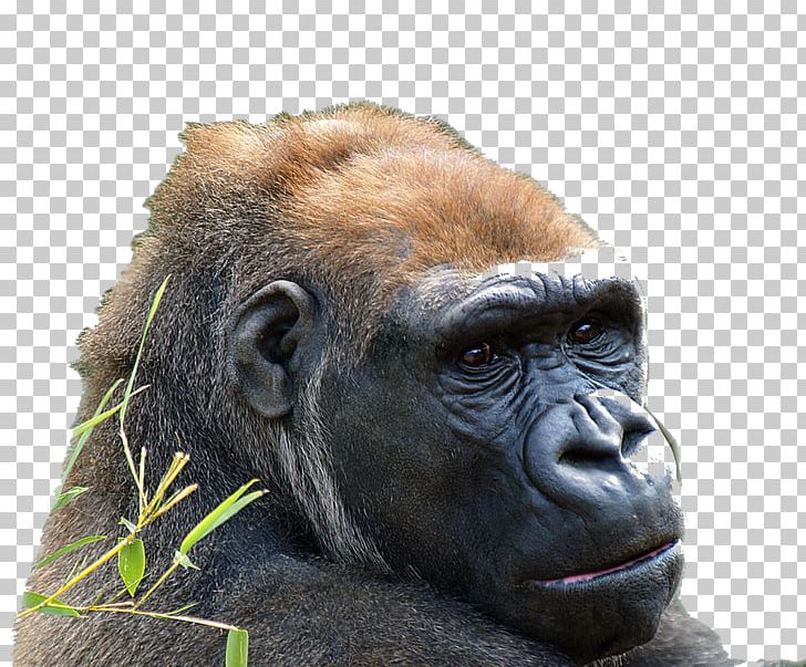Common Chimpanzee Western Gorilla Western Lowland Gorilla Ape Animal PNG, Clipart, Animal, Ape, Chimpanzee, Common Chimpanzee, Eastern Lowland Gorilla Free PNG Download