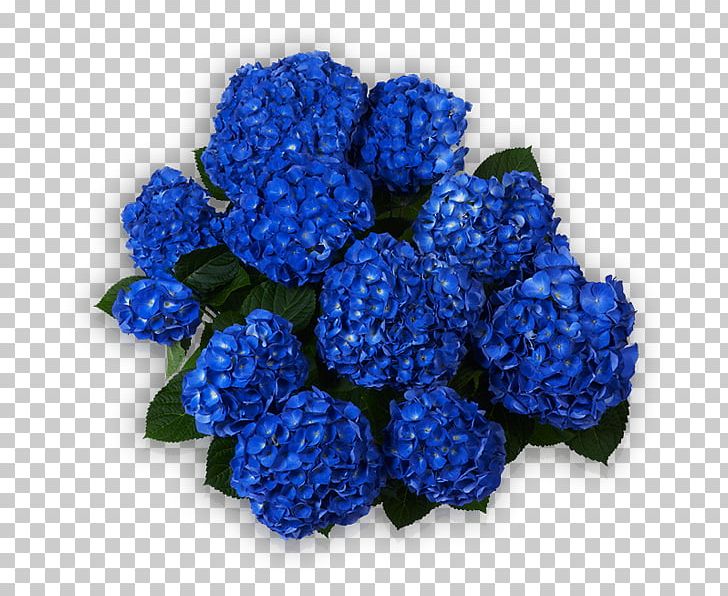 Hydrangea Blue Sorting Algorithm Cut Flowers PNG, Clipart, Annual Plant, Bloom, Blue, Blue Rose, Cobalt Blue Free PNG Download