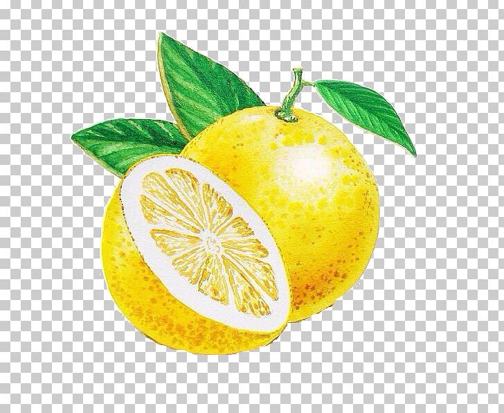 Lemon Grapefruit Persian Lime Rangpur Citrus Junos PNG, Clipart, Art, Artist, Bitter Orange, Canvas, Canvas Print Free PNG Download
